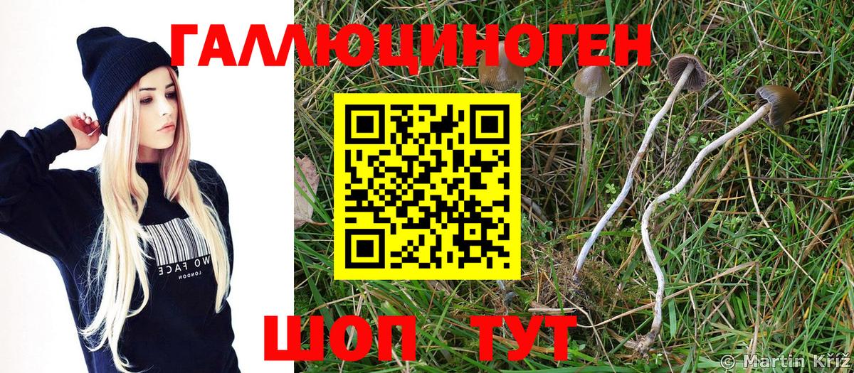 Галлюциногенные грибы мухоморы Красноярск